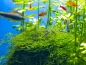 Preview: Wasserreinigende Aquarienpflanzen Set